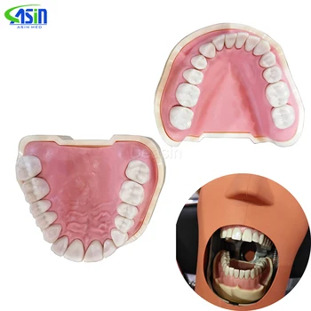  Зубные мягкие десны Модель зубов Съемные 28шт/32шт Зубы NISSIN 200 КВ модель головки Совместимый стоматолог обучение