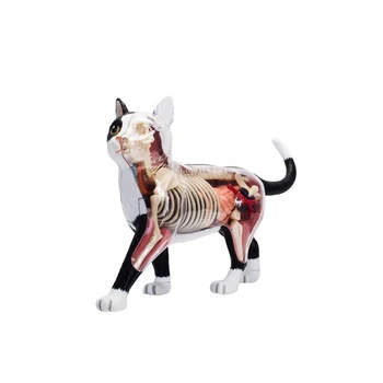  Анатомическая модель органов животных, 4D игрушка для сборки интеллекта кошки, обучающая анатомическая модель, научно-популярная техника 
