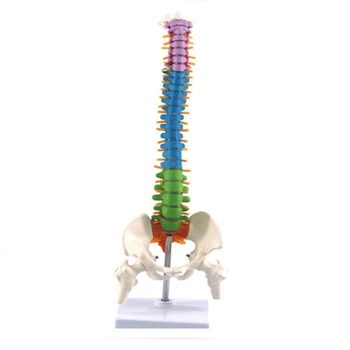  45 см с моделью анатомии таза человека позвоночника Учебные материалы для студентов