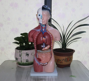  42 см, Анатомическая модель женского торса, 15 компонентов, Анатомическая модель человеческого туловища