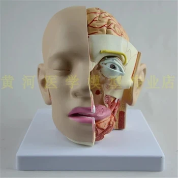  Анатомическая модель головы человека повязка на голову модель мозга отоларингологическая модель модель рта